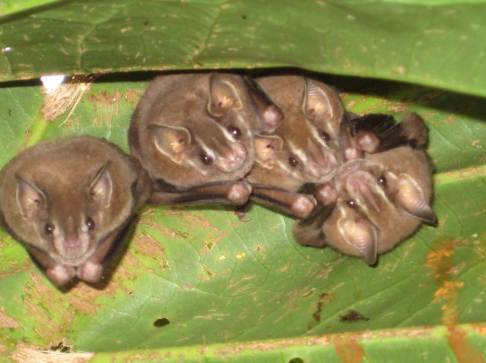 Tent-making bats (Uroderma bilobatum) photo by Kelly Triece