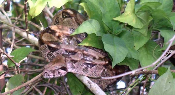 Boa constrictor (Boa constrictor) photo by wizscience