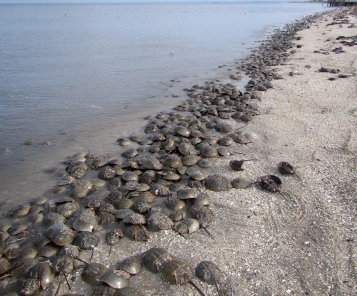 crabs spawning on Villas