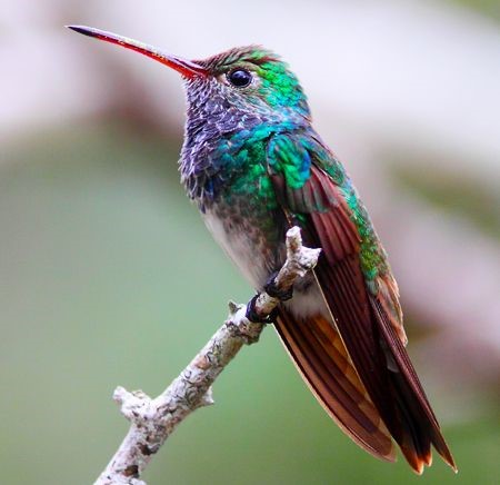 Emerald Hummingbird (Amazilia luciae) by Greg Homel