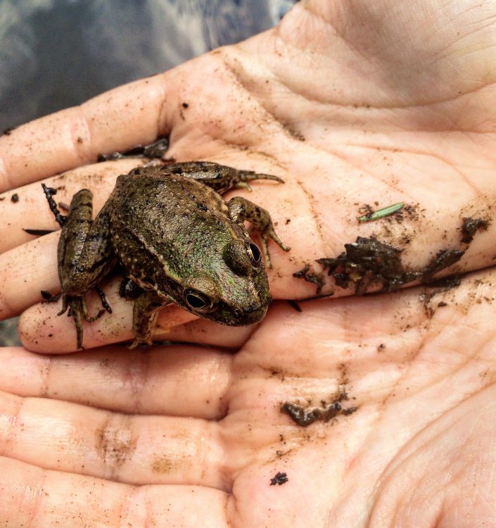 Youth Third Place Winner Edana Lobosco "Frog in Hands" 