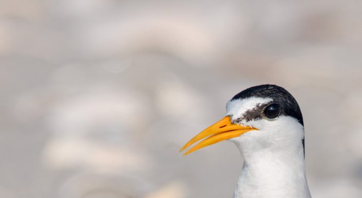 Least tern photo by Northside Jim.