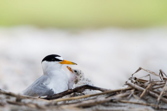 Least tern photo by Northside Jim.