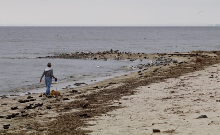 person disturbing shorebirds with dog