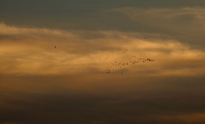 shorebirds flying for the Arctic