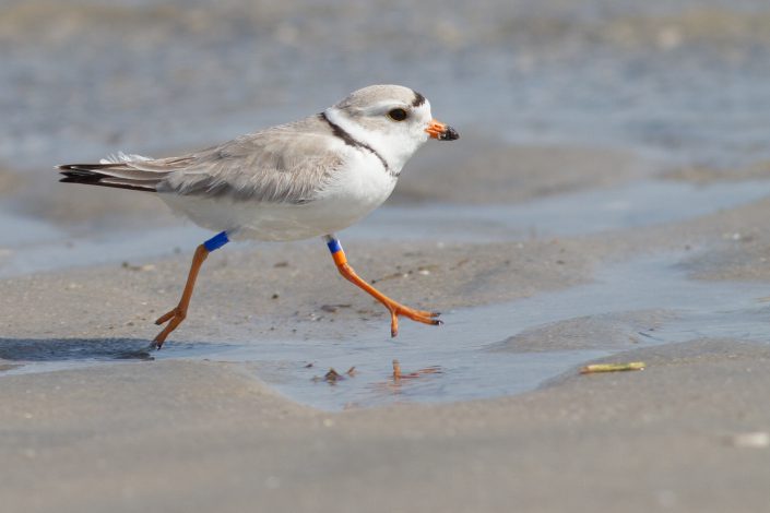 Meet Bob, Avalon's "famed" long-time breeding piping plover, easily identifiable by his color bands. Photo courtesy of Tom Reed.