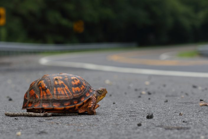 An eastern box turtle. Photo by Ben Wurst.