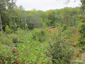 Golden-winged warbler habitat. Photo by Kelly Triece.