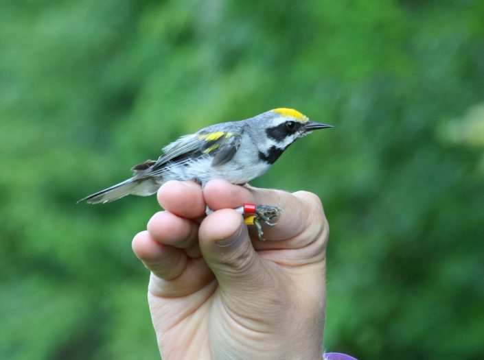 A male golden-winged warbler. Photo by Kelly Triece.