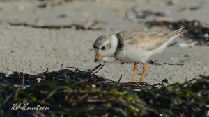 One of the newest "residents" of Island Beach State Park, an adult breeding piping plover. Photo courtesy of Kevin Knutsen.