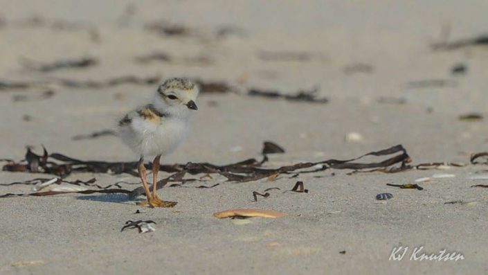 One of four recently hatched "itty-bitty" piping plover chicks at Island Beach State Park. Photo courtesy of Kevin Knutsen.