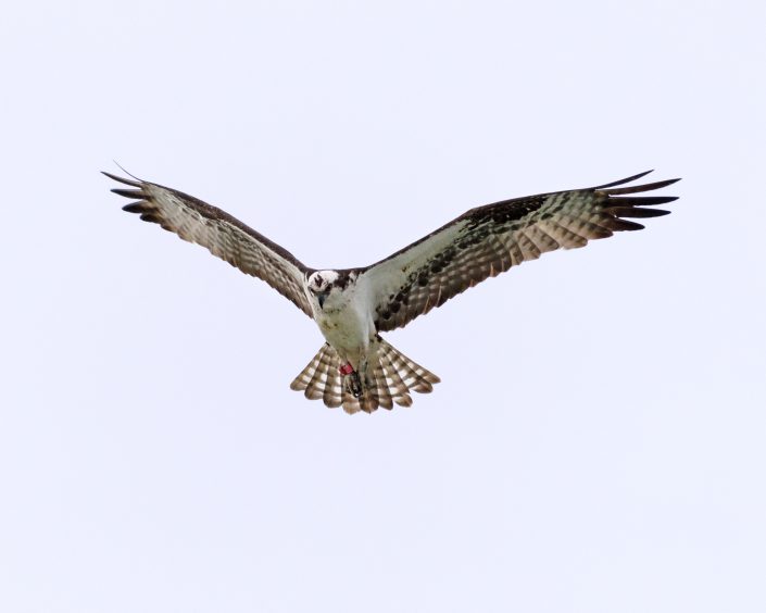 Project RedBand Osprey 44/C was re-sighted by Shayna Marchese on Island Beach State Park on July 3, 2016. 