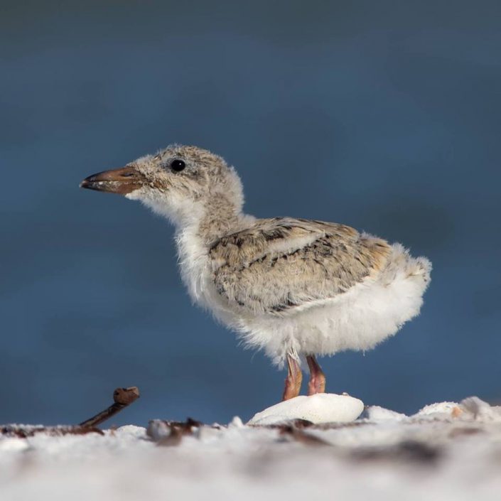 Beach nesting bird chicks, such as this black skimmer - New Jersey's first skimmer chicks hatched this weekend - are especially vulnerable to the extra large crowds and fireworks on the beach during July 4th celebrations and other busy summer weekends. Photo courtesy of Jean Hall.