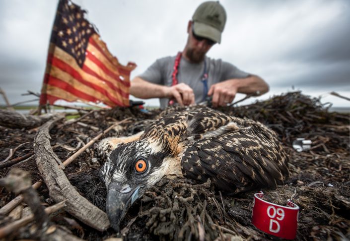 Banding a young osprey at a nest on July 1, 2016. Photo by Northside Jim.