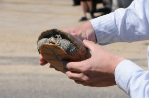 An adult female northern diamondback terrapin hides within its shell. Photo by Corrine Henn.