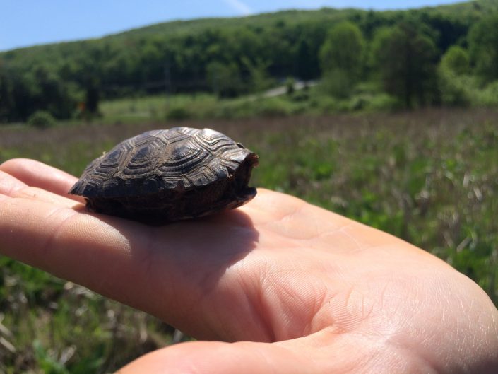 A hatchling bog turtle. Photo by Kelly Triece.