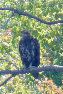 D/95 "Nacote" at Tuckahoe Lake 7/21/16@ Kathy Clark