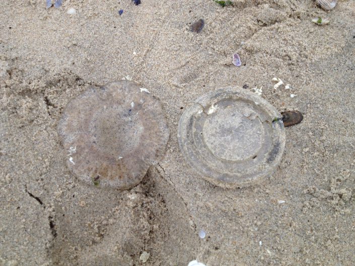 A jellyfish & a plastic cup cover - which is which? It's easy to see how a sea turtle could get confused and accidentally swallow plastic. Photo by Mike Davenport.