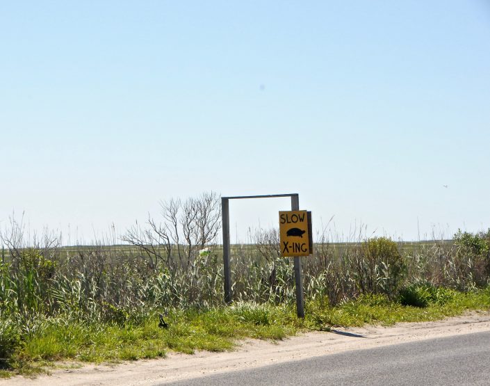 Terrapin X-ing sign on Great Bay Boulevard. Photo by Corrine Henn.