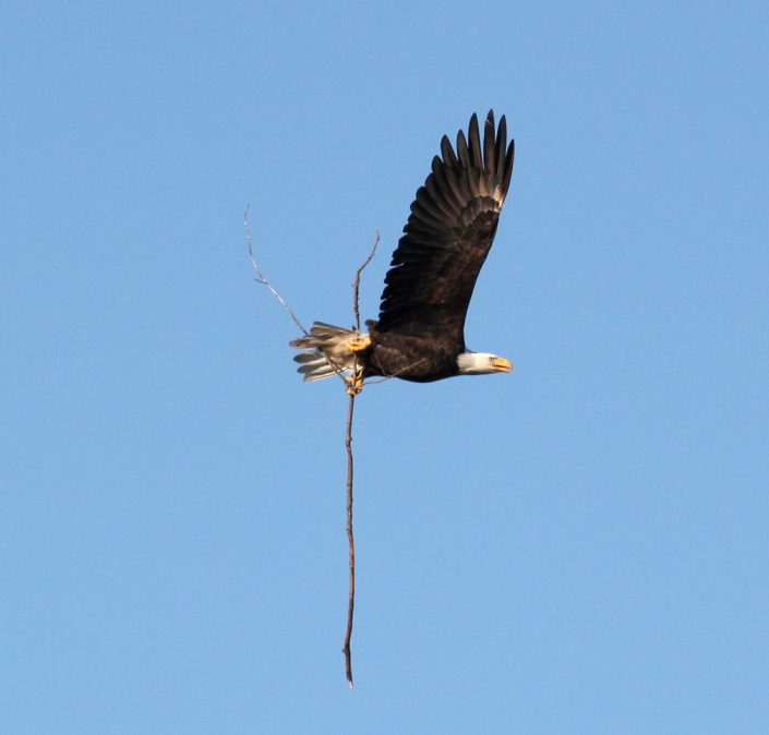 Adult brining stick back to nest 10/23/16@Alex Tongas