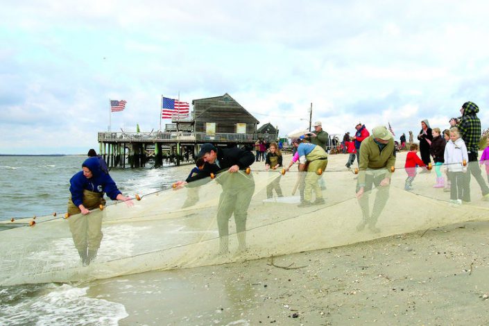 a-seine-net-about-75-feet-long-is-dredged-in-the-bay-and-brought-up-on-the-beach-to-collect-the-species-for-study