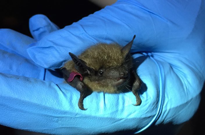 Big brown bat. Photo courtesy of Stephanie Feigin.