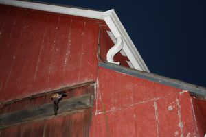 Big brown bat emerging from barn. Photo courtesy of Mackenzie Hall.