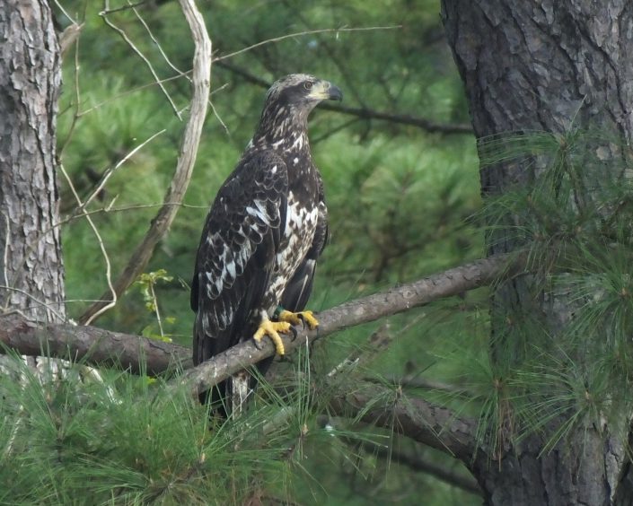 NJ Banded eagle 10/16/16, High Rocks Lake, NC@Carolyn Canzonieri