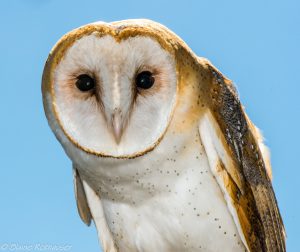 barn-owl-by-blaine