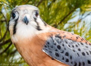 kestral-by-blaine