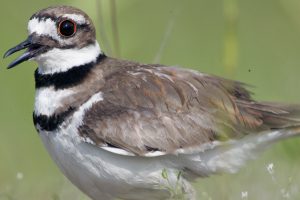 killdeer-by-blaine