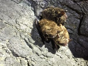 Little brown bats. Photo courtesy of Stephanie Feigin.