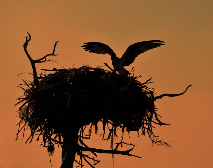 osprey-silouette-by-blaine