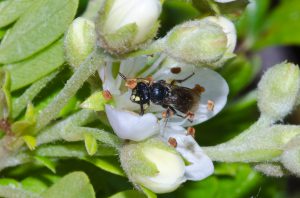 Hylaeus assimulans is one of the seven species of yellow-faced bee to receive Endangered Species Act protection. Photo: John Kaia. Picture taken from Xerces Society.