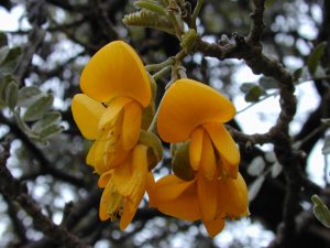 Sophora chrysophylla, an indigenous Hawaiian flowering shrub in the pea and bean family, is an important component of the Hawaiian ecosystem. It is dependent on wild bees for reproduction. (Photo: Forest and Kim Starr via Flickr Creative Commons)