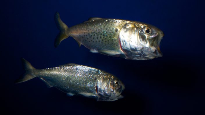 Atlantic menhaden.