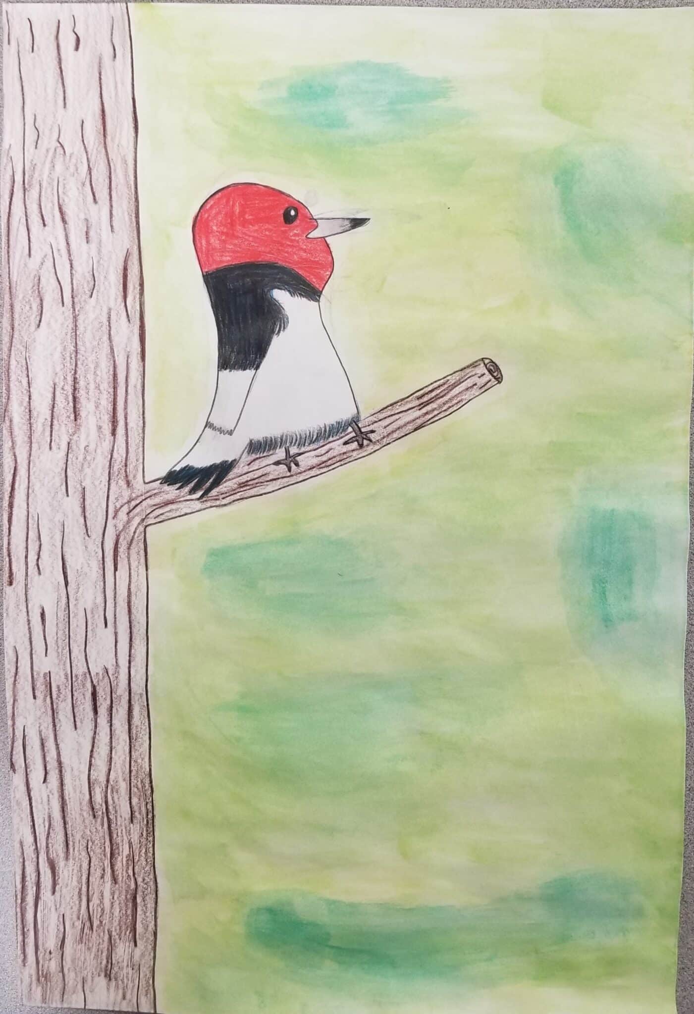 Red-headed woodpecker