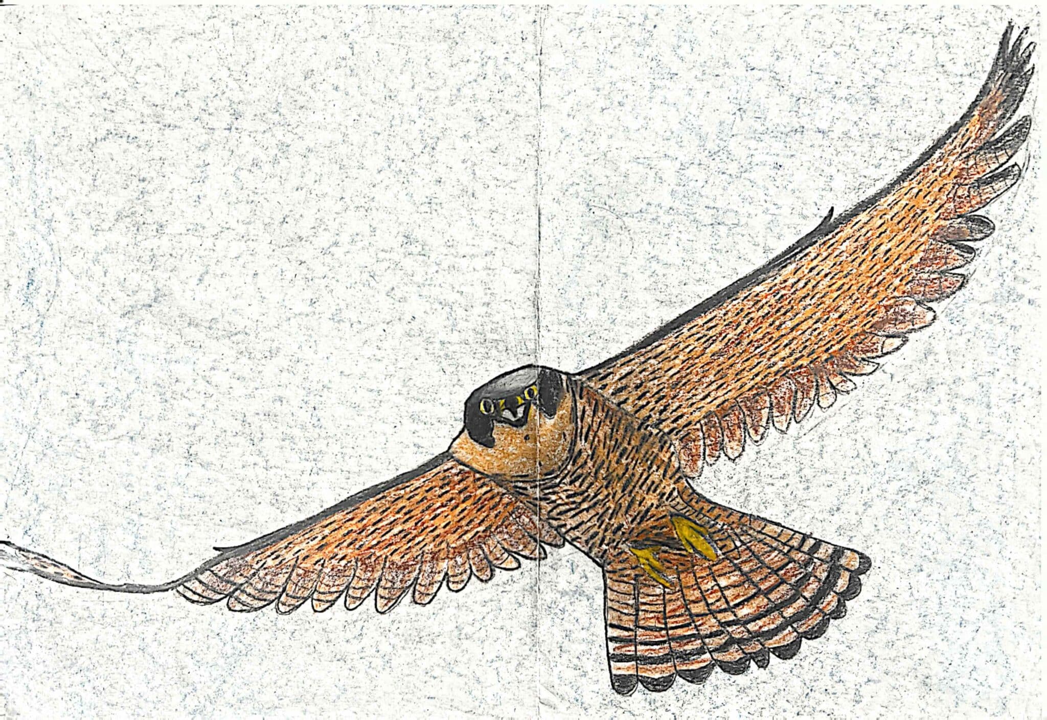 Peregrine falcon