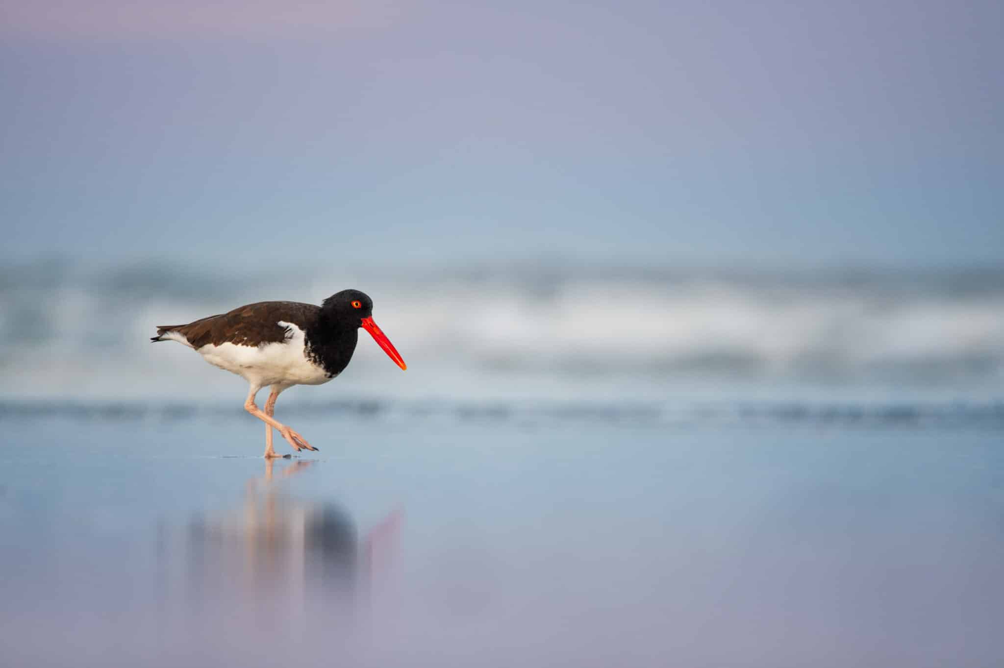 Rare Wildlife Revealed: American Oystercatchers @ Cape May Point Science Center