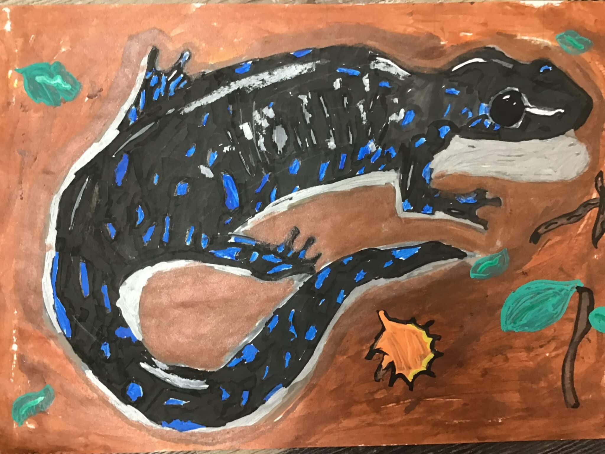 Blue-spotted salamander