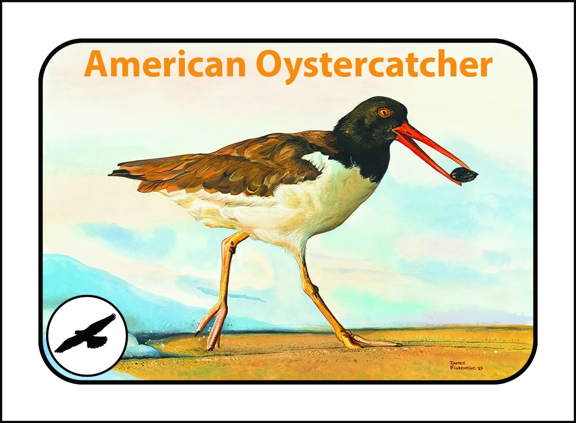 CWF Wildlife Talk: Monitoring American Oystercatchers on the Delaware Bay