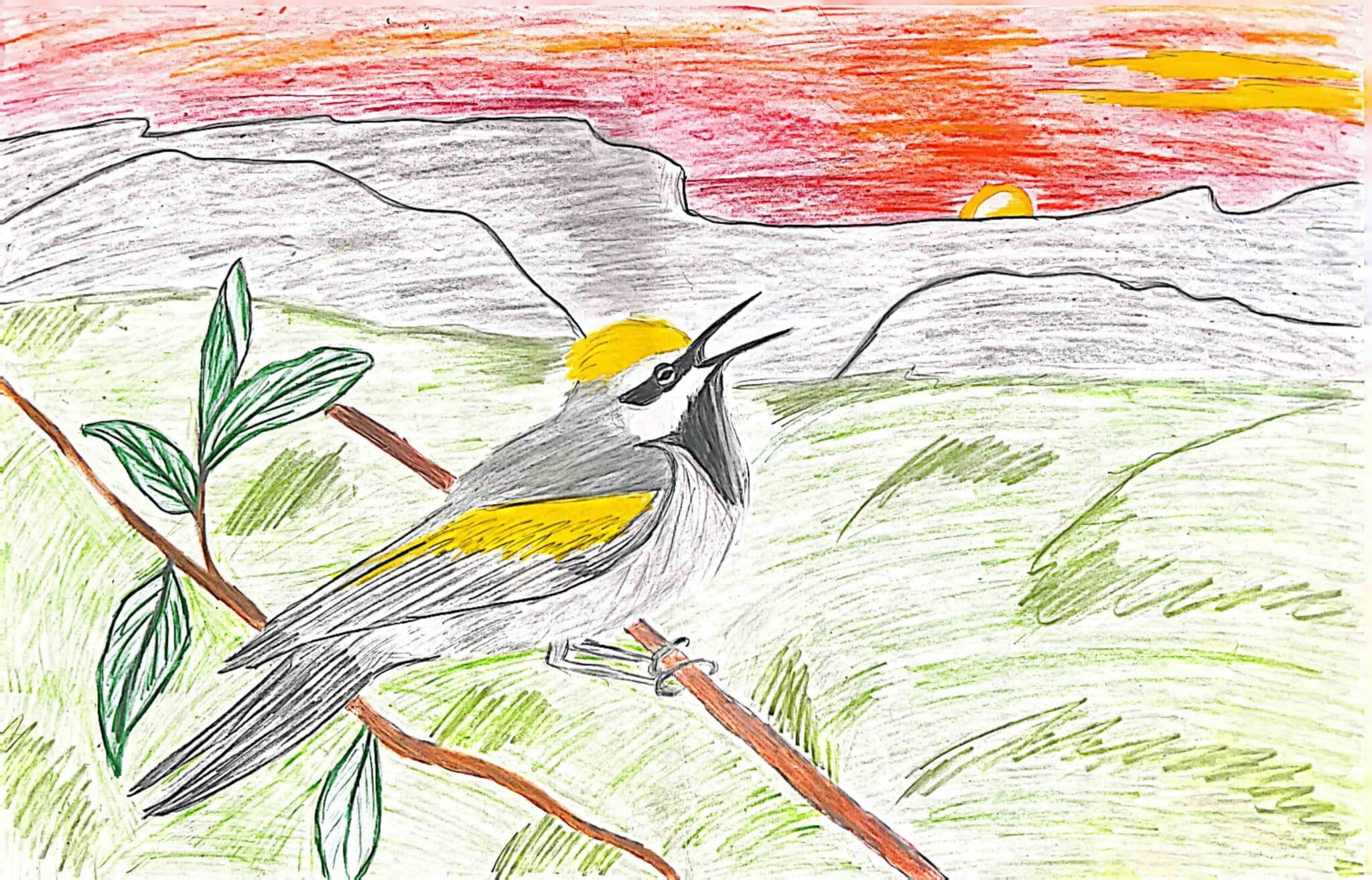 Golden-winged warbler