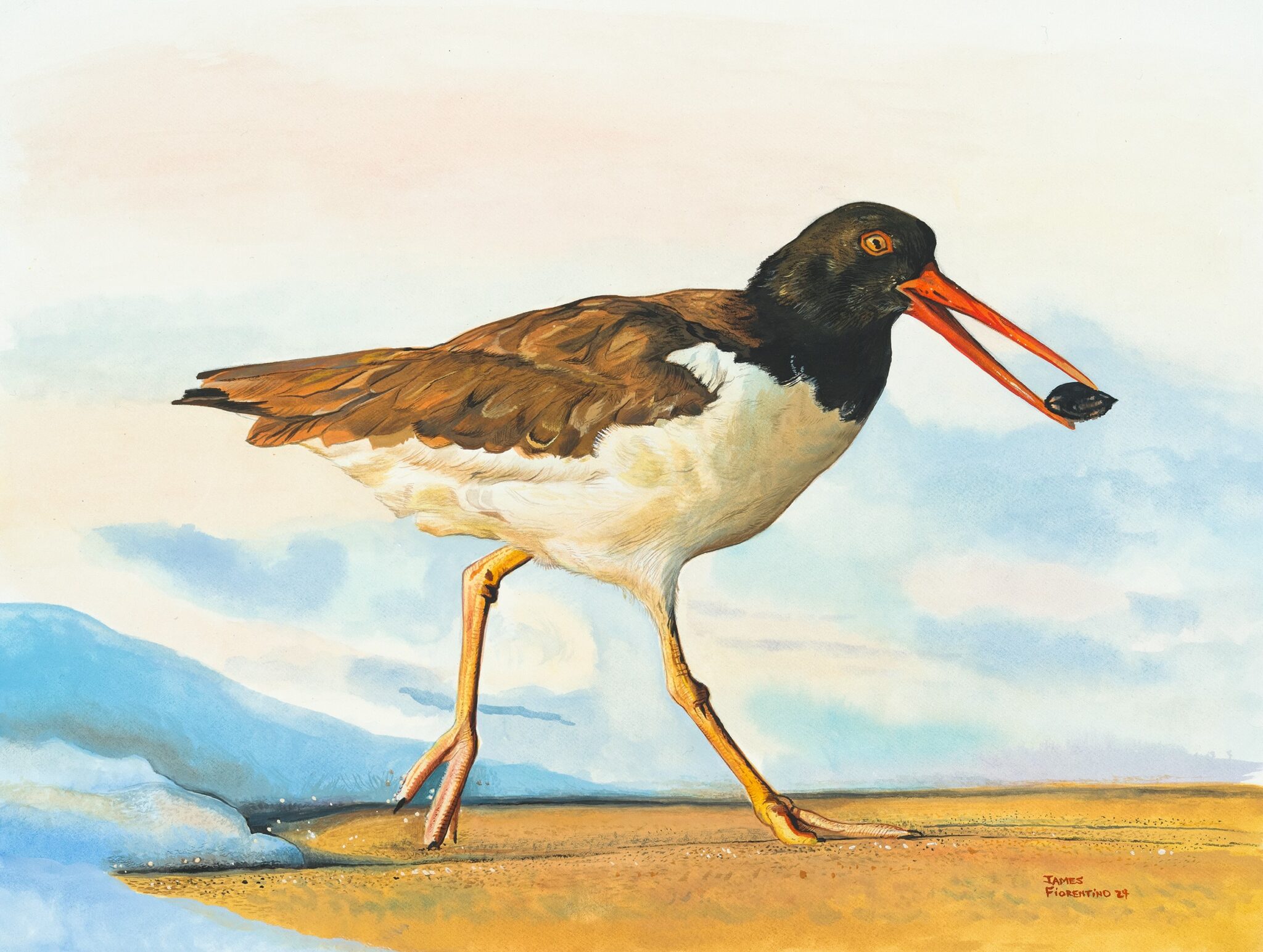 American oystercatcher.