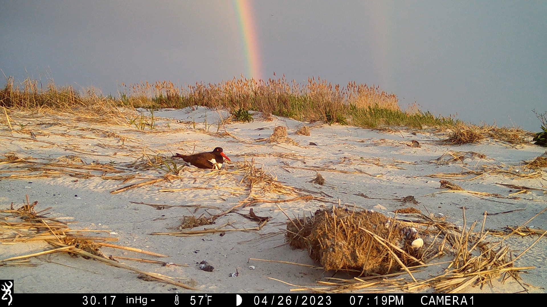 CWF Awarded NFWF Grants for Research on the Delaware Bay