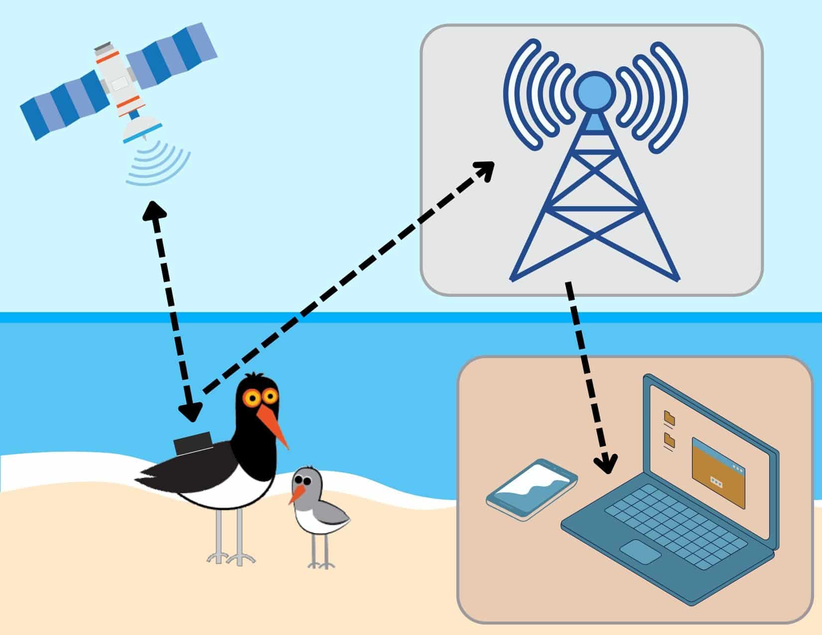 Using Wildlife Telemetry to Track American Oystercatchers on the Delaware Bay