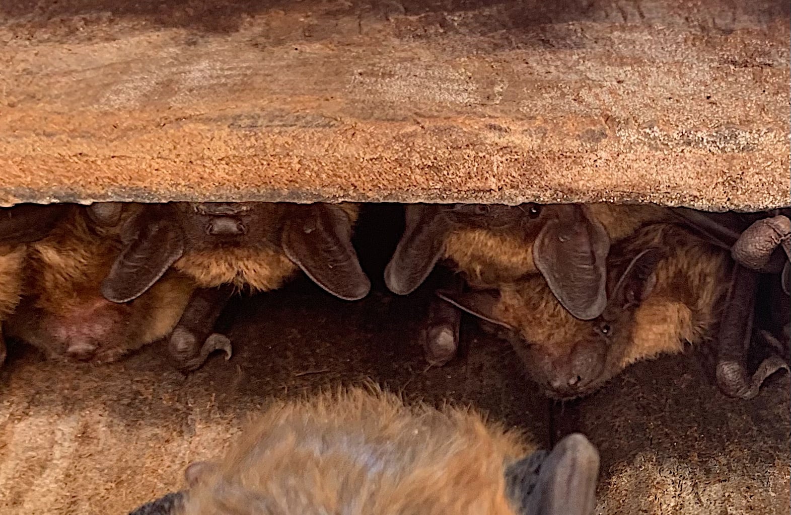 Big brown bats inside a bat house