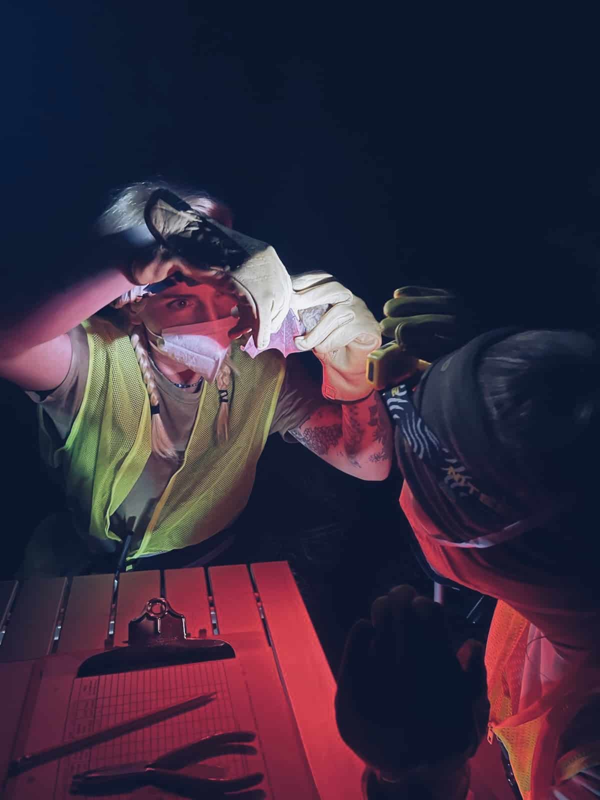 Checking the wing of a big brown bat