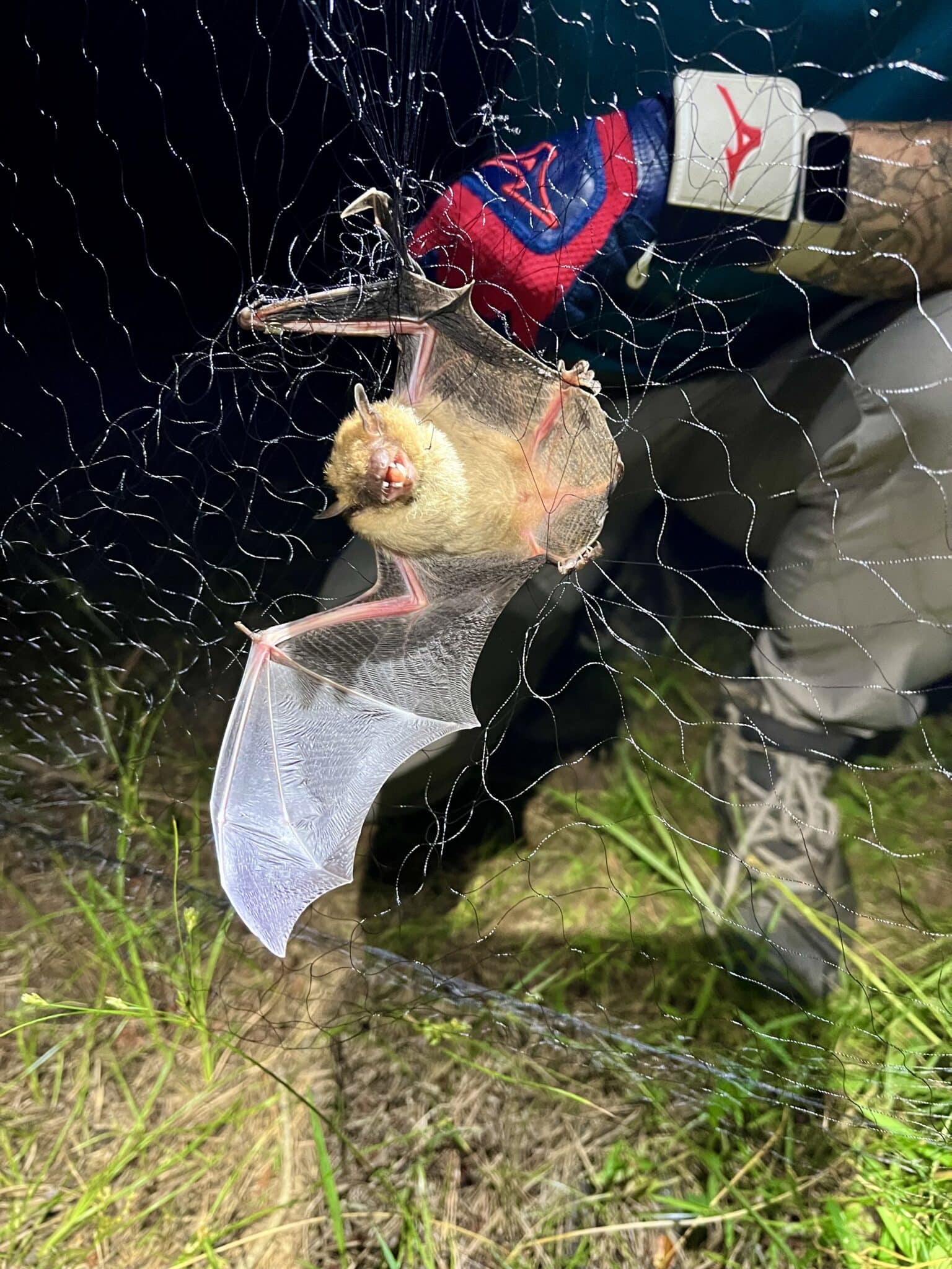 Big brown bat (Eptesicus fuscus)