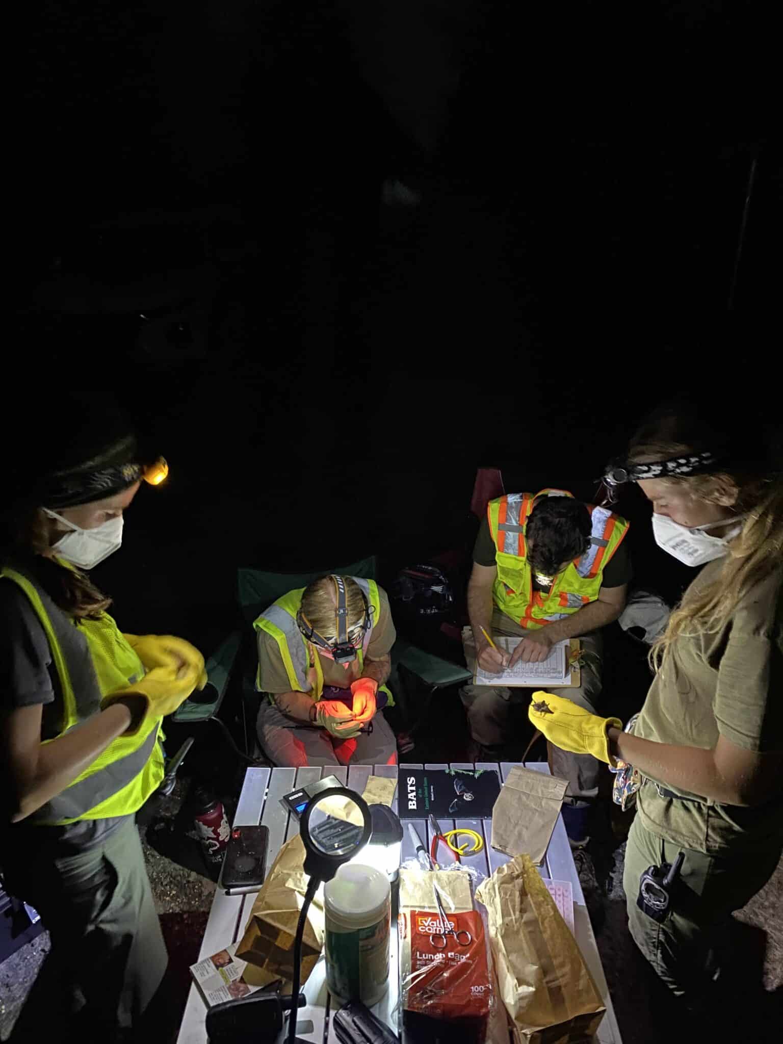 Mist-netting team processing bats