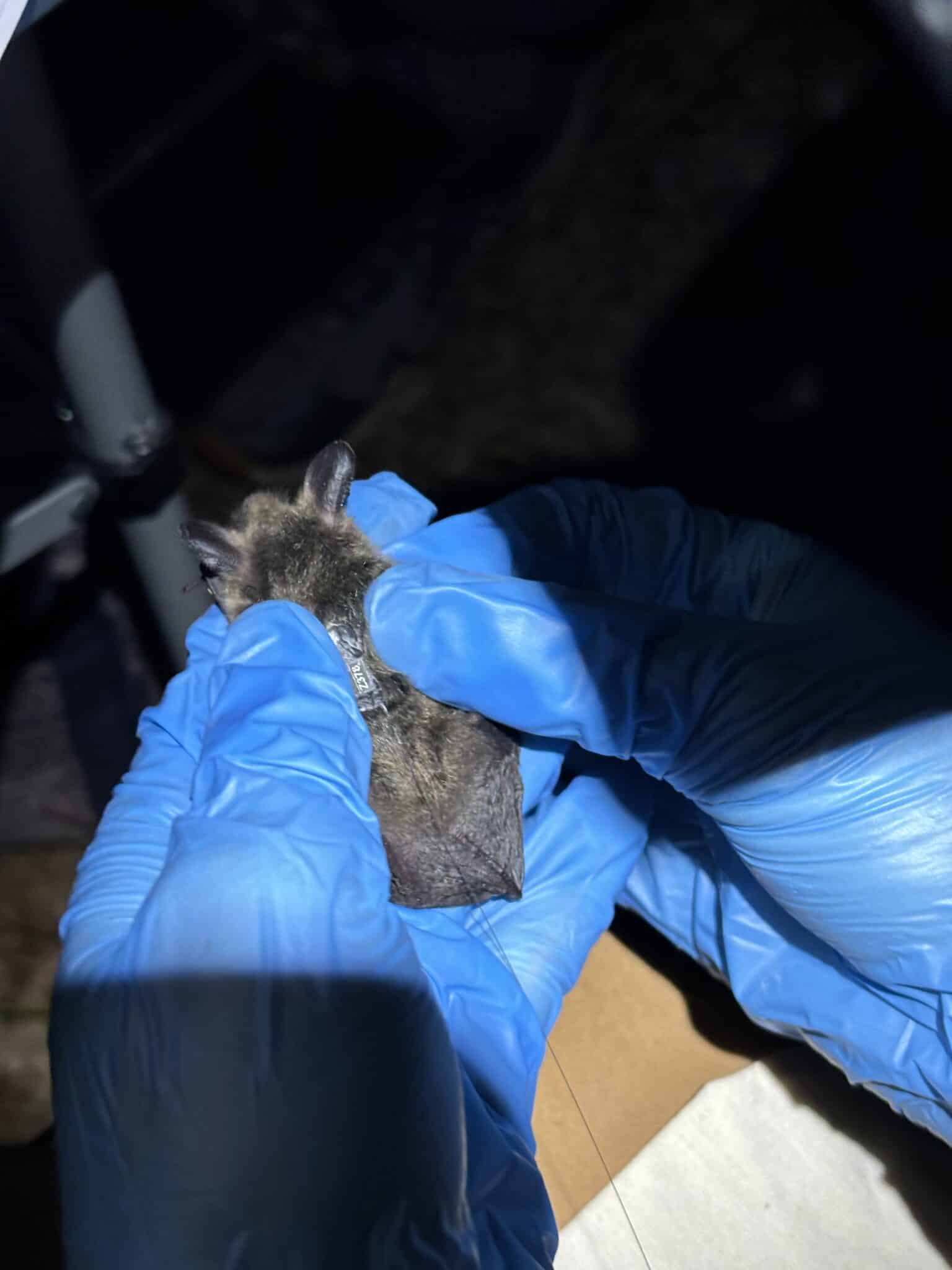 Northern long-eared bat with a radio transmitter